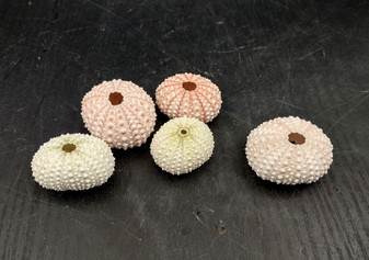 Pink Sea Urchins - Echinometra Mathaei - (5 urchins approx. 1-2 inches). 5 sea urchins colored like a pastel. Copyright 2024 SeaShellSupply.com.