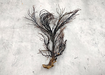 Black Sea Fan Coral Rough Dried Iciligorgia Schrammi (1 fan approx. 8+ inches) Real Rugged Black sea fan branches for arts crafts & decor!