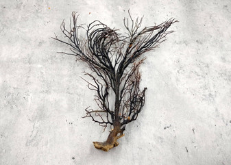 Black Sea Fan Coral Rough Dried Iciligorgia Schrammi (1 fan approx. 8+ inches) Real Rugged Black sea fan branches for arts crafts & decor!
