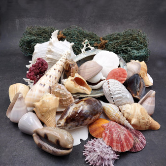 Seashell Variety Pack Assorted Mix B GRADE (Approx. 40+ Shells 2-8+ inches) B GRADE Shell Grab Bag Assortment 02 for crafts teaching & art! Copyright 2026 SeaShellSupply.com.
