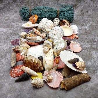 Seashell Variety Pack Assorted Mix B GRADE (Approx. 40+ Shells 2-6+ inches) B GRADE Shell Grab Bag Assortment 3 for crafts teaching & art! Copyright 2025 SeaShellSupply.com