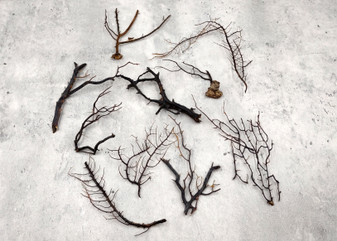 Black Sea Fan Coral Dried Branches Gorgonia Ventalina (10 fragments approx. 3+ inches) Real Black Sea Fan branches for arts crafts & decor!