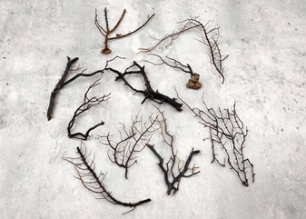 Black Sea Fan Coral Dried Branches Gorgonia Ventalina (10 fragments approx. 3+ inches) Real Black Sea Fan branches for arts crafts & decor!