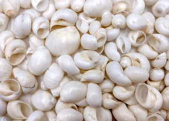 Caribbean White Milk Moon Seashells Polinices Lacteus (Approx. 25 shells 0.5+ inches) White Milk Moon Shells for arts crafts & display!