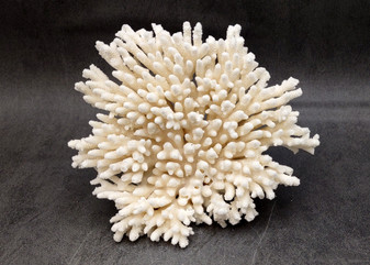 White Table Coral Cluster Acropora Latistella (1 coral 4L x 6H x 7D inches) Large coral centerpiece great for coastal home display & decor!