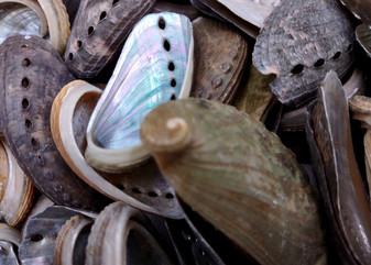 Natural Mule Ear Abalone Shells Haliotis Asiana (approx. HALF pound 90+ shells 1-2+ inches) Donkey Ear Abalone Shells for jewelry & crafts! Copyright 2025 SeaShellSupply.com.