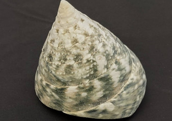 Elongated Troca Seashell (2-3 inches). Two spiral wide bottom shells, one showing the spiral and coloring and the other showing the opening. Copyright 2022 SeaShellSupply.com.