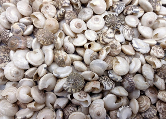 Natural White Umbonium Seashells Light Mix (approx. half cup 125+ shells 0.25+ inches) White Umbonium bulk shells for arts crafts & jewelry! Copyright 2025 SeaShellSupply.com.