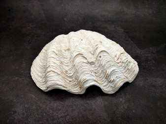 Derasa Clam Seashell Half White Tridacna Derasa (1 shell approx. 7+ inches) Big Derasa Clam Shell Halves for art projects crafts & display! Copyright 2025 SeaShellSupply.com.
