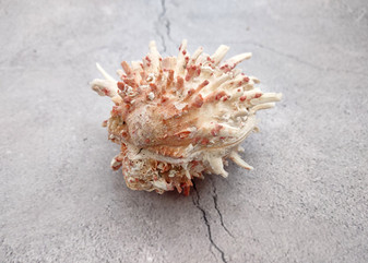 White Pink Spiny Oyster Seashell Pair Spondylus Barbatus (1 shell pair approx. 3.25+ inches) B GRADE Spiny Oyster Shell for decor & display! Copyright 2025 SeaShellSupply.com.