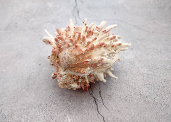 White Pink Spiny Oyster Seashell Pair Spondylus Barbatus (1 shell pair approx. 3.25+ inches) B GRADE Spiny Oyster Shell for decor & display! Copyright 2025 SeaShellSupply.com.