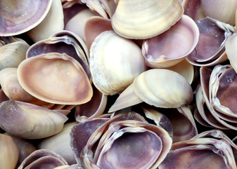 Purple Cay Cay Clam Seashells (appx. 70-75 pcs.). Multiple purple and white ombre colored wide opened bottom shells in a pile. Copyright 2025 SeaShellSupply.com.