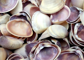 Purple Cay Cay Clam Seashells (appx. 70-75 pcs.). Multiple purple and white ombre colored wide opened bottom shells in a pile. Copyright 2025 SeaShellSupply.com.