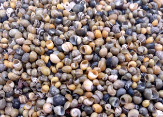 Green Yellow Mongo Seashells Smaragdia Rangiana (Approx. HALF cup 1750+ shells 0.125+ inches) Assorted Mongo Shell for crafts & jewelry! Copyright 2025 SeaShellSupply.com.