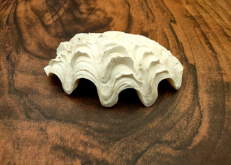 Derasa Clam Seashell Half White Tridacna Derasa (1 shell HALF approx. 5+ inches) Medium Derasa Clam Shell HALF for art crafts & display! Copyright 2025 SeaShellSupply.com.