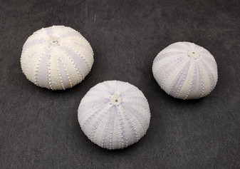 Purple Sea Urchins- Strongylocentrotus Purpuratus (3 urchins approx. 2 inches). Purple ribbed round sea urchins. Copyright 2024 SeaShellSupply.com.