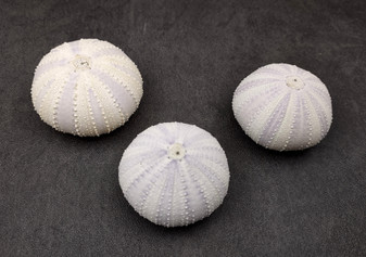Purple Sea Urchins- Strongylocentrotus Purpuratus (3 urchins approx. 2 inches). Purple ribbed round sea urchins. Copyright 2024 SeaShellSupply.com.