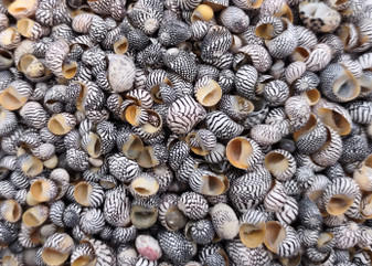 Zebra Nerite Seashells Black White Stripes (approx. half cup +/-850 shells 0.25+ inches) Striped Vitta Zebra Nerite shells for jewelry & art
