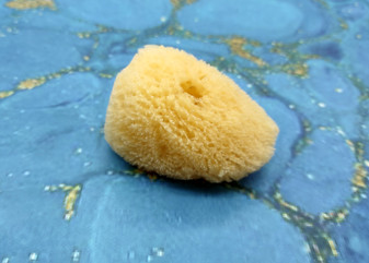 Natural Yellow Sea Sponges Axinyssa Sea Sponge (5 sponges approx. 2.25+ inches) Safe Real Sea Sponges for exfoliating painting & cleaning! Copyright 2025 SeaShellSupply.com.