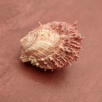 Pink Spiny Oyster Seashell Pair Spondylus Barbatus (1 shell pair approx. 2.25+ inches) B GRADE Rosy Thorny Oyster Shells for coastal decor! Copyright 2025 SeaShellSupply.com.