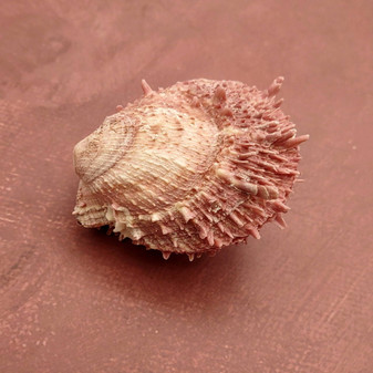 Pink Spiny Oyster Seashell Pair Spondylus Barbatus (1 shell pair approx. 2.25+ inches) B GRADE Rosy Thorny Oyster Shells for coastal decor! Copyright 2025 SeaShellSupply.com.