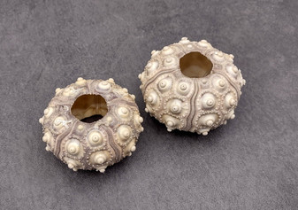 Large Sputnik/Thai Sea Urchins - Phyllacanthus Parvispinus - (2 shells, approx.. 2+ inches). \nTwo brown and grey urchin shells with white bumps on the sides. \nCopyright 2025 SeaShellSupply.com.