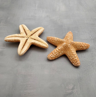 Jungle Starfish Tan Pentaceraster Mammillatus (2 seastars approx. 4+ inches) Golden Tan Jungle Starfish for crafting decor & collecting! Copyright 2025 SeaShellSupply.com.