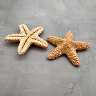 Jungle Starfish Tan Pentaceraster Mammillatus (2 seastars approx. 4+ inches) Golden Tan Jungle Starfish for crafting decor & collecting!