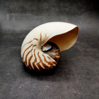 Natural Nautilus Seashell Nautilus Pompilius (1 shell approx. 7.5+ inches) Large Natural Nautilus Shell for coastal decor & collections! 
Copyright 2025 SeaShellSupply.com