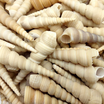 White Tan Turitella Seashells Turitella Terebra (Approx. 120+ shells 2.5+ inches) Bulk Tan Turitella Shells for ocean art crafts & display! Copyright 2025 SeaShellSupply.com