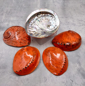 Polished Orange Midas Abalone Seashell Haliotis Midae (1 set of 5 approx. 5+ inches) B GRADE Orange Abalone Shells for crafts & collecting! Copyright 2025 SeaShellSupply.com