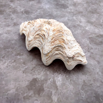 Derasa Clam Seashell Half White Tridacna Derasa (1 shell approx. 8+ inches) Big Derasa Clam Shells ideal for decor centerpieces & display!