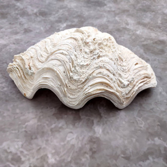 White Derasa Clam Seashell Half Tridacna Derasa (1 shell approx. 8+ inches) Large Derasa Clam Shells ideal for decor centerpieces & display! Copyright 2025 SeaShellSupply.com