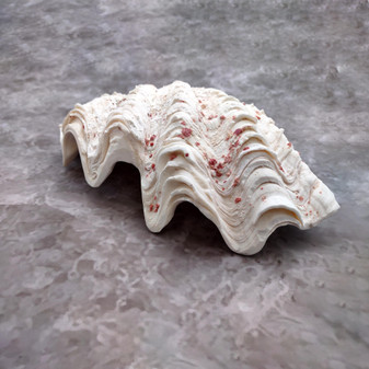 Half Derasa Clam Seashell White Tridacna Derasa (1 shell approx. 8+ inches) Big Derasa Clam Shells ideal for decor centerpieces & display! Copyright 2025 SeaShellSupply.com