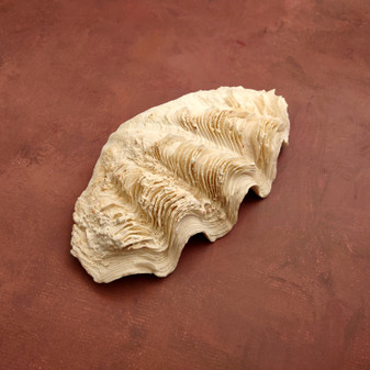 White Derasa Clam Shell Half Tridacna Derasa (1 shell approx. 8+ inches) Large Derasa Clam Shells ideal for decor centerpieces & display!