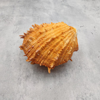 Large Spiny Oyster Seashell Pair Orange Spondylus Barbatus (1 shell pair approx. 4.5+ inches) Thorny Oyster Shell for decor & display! Copyright 2025 SeaShellSupply.com