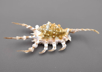 Scorpion Conch Seashell - Lambis Scorpio (1 shell approx. 4-5 inches) on dark background. Copyright 2022 SeaShellSupply.com.