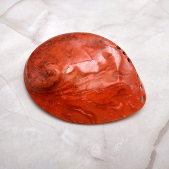 Polished Orange Midas Abalone Seashell Haliotis Midae (1 shell approx. 4+ inches) Orange Abalone Shells for crafts & collecting or displays! Copyright 2025 SeaShellSupply.com.