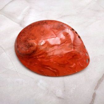 Polished Orange Midas Abalone Seashell Haliotis Midae (1 shell approx. 4+ inches) Orange Abalone Shells for crafts & collecting or displays! Copyright 2025 SeaShellSupply.com.