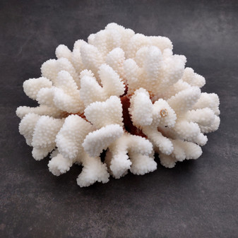 White Cauliflower Coral Cluster Pocillopra Eydouxi (1 coral approx. 8.25L x 3.75H x 8D inches) White Cauliflower Coral for home décor! Copyright 2026 SeaShellSupply.com.
