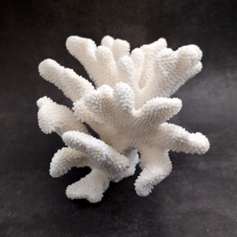 White Cauliflower Coral Cluster Pocillopra Eydouxi (1 coral approx. 10L x 7H x 9D inches) White Cauliflower Coral Cluster for home décor! Copyright 2026 SeaShellSupply.com.

