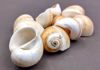 Shark Eye Moon Seashells (10 pcs.) - Polinices Duplicatus. White shells with tan stripes following the spiral. Copyright 2024 SeaShellSupply.com.