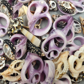 Sliced Cebu Cumbella and Engina Small Seashell Assortment (10 shells approx. 0.50-0.75+ inches) Sliced shells great for craft & collections! Copyright 2026 SeaShellSupply.com.