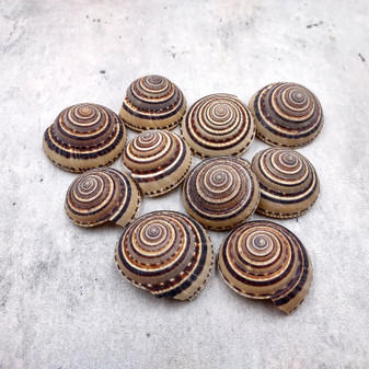 Perspective Sundial Seashells Architectonica Perspectiva (10 shells approx. 1.25+ inches) Clear Sundial Shells for ocean art crafts & jewelry! Copyright 2025 SeaShellSupply.com.