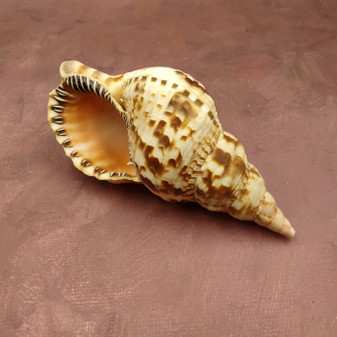 Caribbean Triton Seashell Charonia Tritonis (1 shell approx. 7+ inches) Large Triton shells for coastal crafting décor & collections! Copyright 2025 SeaShellSupply.com.