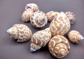 Spiral Babylon Seashells - Babylonia Spirata - (10 shells approx. 1-1.5 inches). Multiple white and orange spiral shells in a pile. Copyright 2024 SeaShellSupply.com.