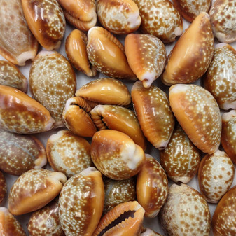 Honey Cowrie Seashells Polished Naria Helvola (10 shells approx. 0.5+ inches) Small Orange Tan White Dot Cowry Shells for crafts & jewelry! Copyright 2025 SeaShellSupply.com.
