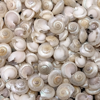 Pearlized White Umbonium Seashell Mix (approx. half cup +/-240 shells 0.375+ inches) Light Pearl Umbonium Shell for arts crafts & jewelry! Copyright 2025 SeaShellSupply.com.