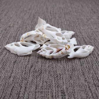Center Cut White Chula Seashells Laevistrombus Canarium (10 shells approx. 1+ inches) Natural Sliced Strombus Shells for jewelry & décor! Copyright 2025 SeaShellSupply.com.