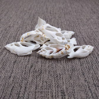 Center Cut White Chula Seashells Laevistrombus Canarium (10 shells approx. 1+ inches) Natural Sliced Strombus Shells for jewelry & décor! Copyright 2025 SeaShellSupply.com.